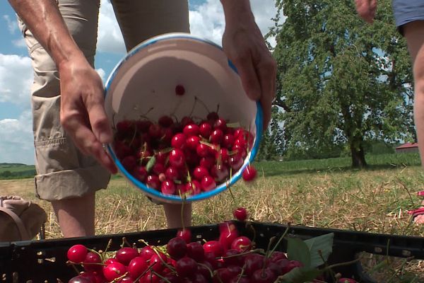 L'association Aux arbres citoyens ! Sud Strasbourg réalise descueillettes de fruits anti-gaspi et solidaires.