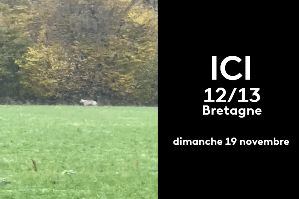 Des chasseurs pensent avoir vu un loup samedi après-midi près de Guingamp, sur la commune de Grâces.