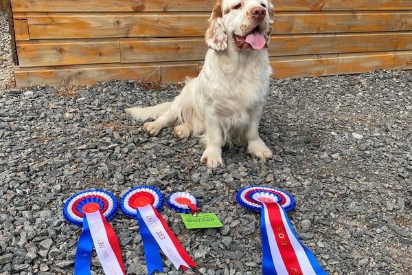 Perche des Touches du Perche, championne de France chien Clumber spaniel