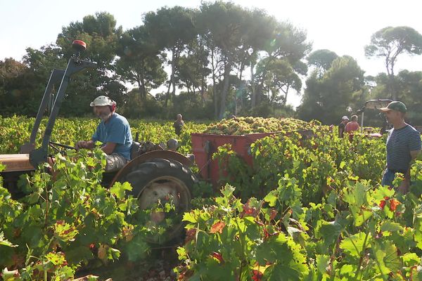 Dans l'Hérault, les vendanges ont débuté pour le muscat sec et doux de Frontignan. La récolte 2024 s'annonce prometteuse car préservée des maladies.