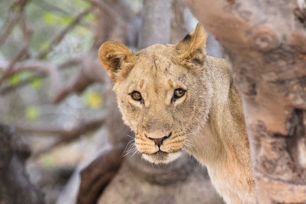 Image d'illustration, Une lionne dans un parc national du Botswana 