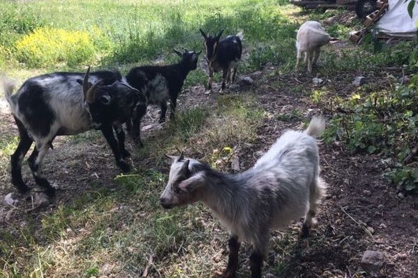 Les cinq biquettes erraient dans la montagne depuis des mois.