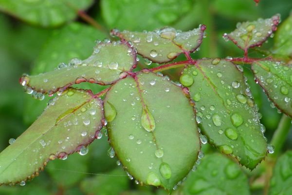 Après la pluie...