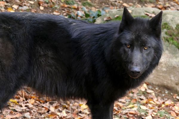 En mai, pendant que le parc était fermé, trois louveteaux gris sont nés: un mâle et deux femelles. La meute est désormais composée de 6 loups. Les visiteurs pourront les rencontrer dès le 21 mai.
