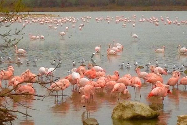 Flamants roses à Sigean dans l'Aude