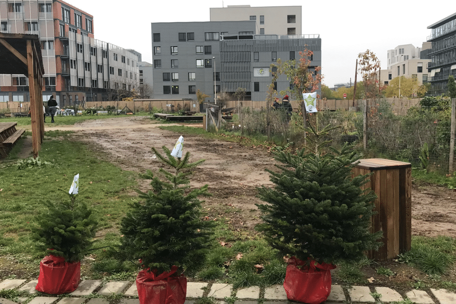 Fête de Noël : louer son sapin, c'est écologique et économique!