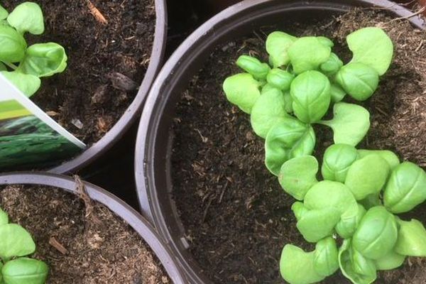 Des horticulteurs manchois proposent plants alimentaires et plantes ornementales à la vente sur le modèle d'un drive.