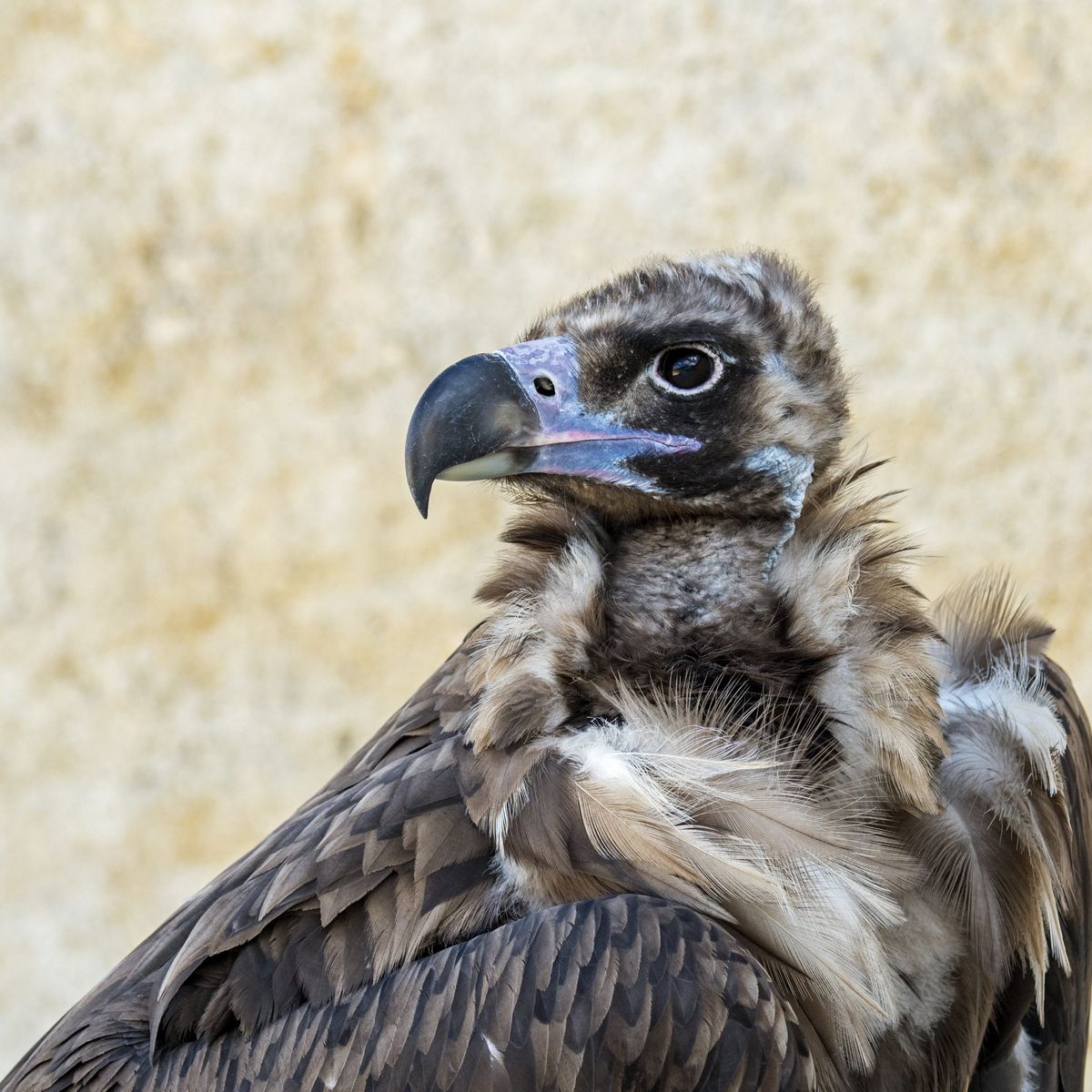 Un Jeune Vautour Moine S Est Echappe Du Parc De Courzieu Rhone