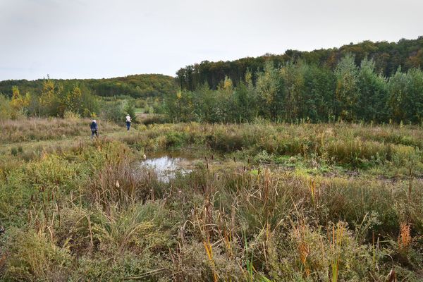 Les anti-barrage souhaitent que la zone humide située à Sivens (Lisle-sur-Tarn) soit préservée.