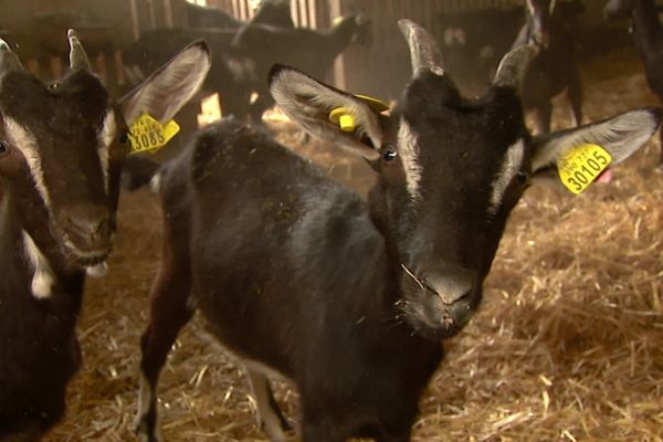 La chèvre poitevine, toujours espèce menacée