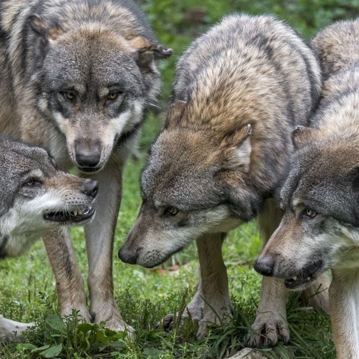 580 Loups Recenses En France La Population Continue A Augmenter La Colere Des Eleveurs Aussi