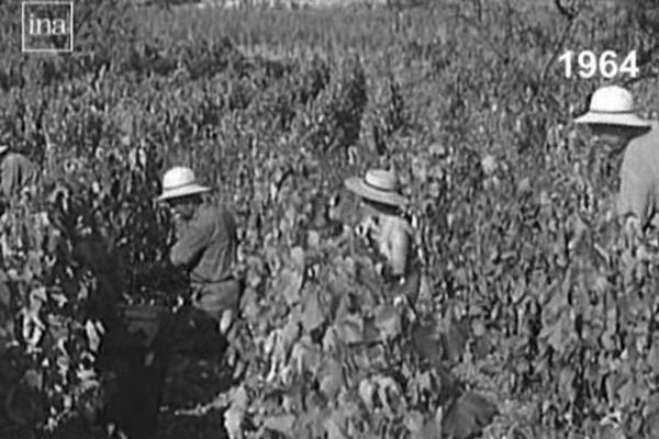 Des vendanges à Saint-Pourçain en 1964. Notre page mémoire nous ouvre les portes de la tradition vinicole dans le Saint-Pourcinois.