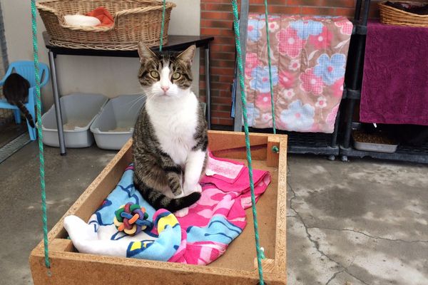 Le chat Ludo est à adopter.