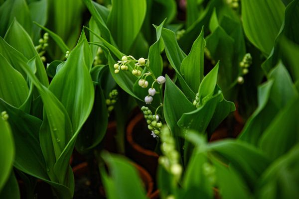 A l'occasion du 1er mai, la vente de muguet par les non-professionnels est soumise à certaines conditions, afin notamment de ne pas concurrencer les fleuristes.