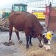 Tracteurs, palettes et vaches, les agriculteurs de la Coordination rurale des Bouches-du-Rhône bloquent ce jeudi la plateforme logistique de LIDL à Rousset pour dénoncer la politique des prix bas.