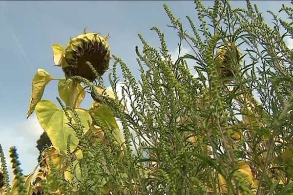 L'ambroisie, invasive et très allergisante