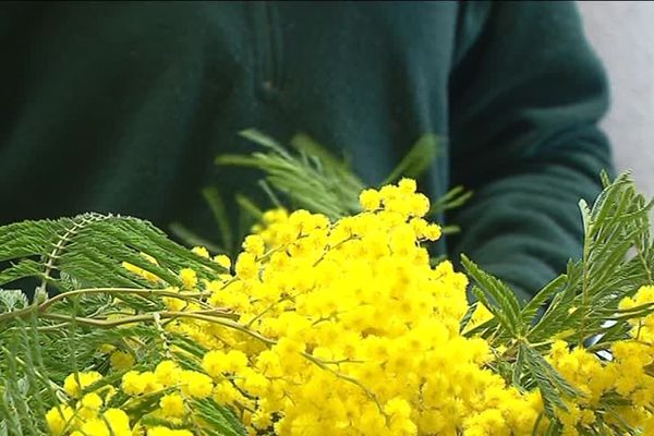 Le mimosa, une fleur qui illumine les collines de la Côte d'Azur.