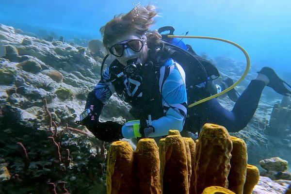 Sandrine Treyvaud, une plongeuse toulonnaise replante du corail en Guadeloupe