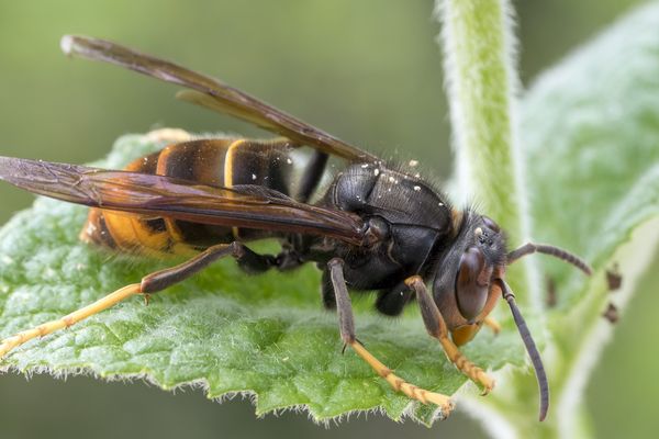 Frelon asiatique à pattes jaunes ( Vespa velutina nigrithorax).