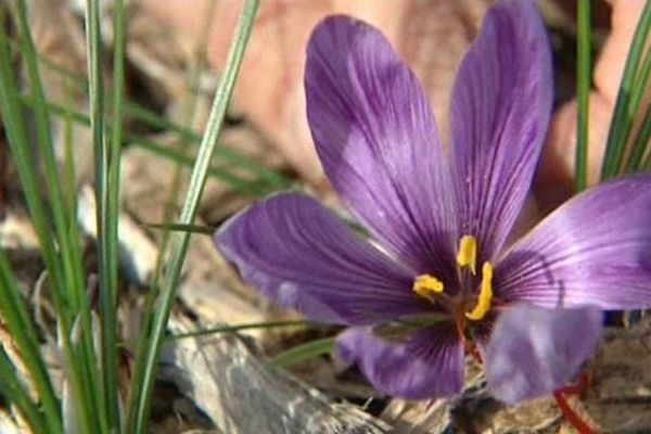 Le crocus, une fleur qui vaut de l'or