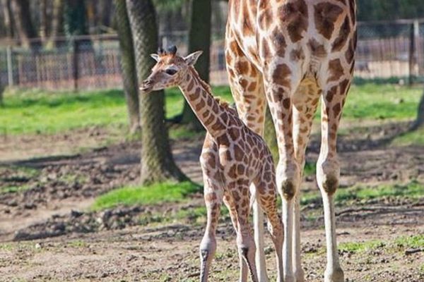 Naissance d'un girafon du parc de Peaugres...