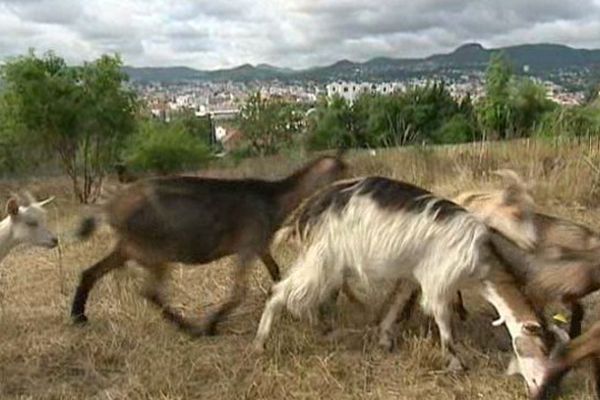 La mission de ces 10 chèvres et chevreaux ? Débroussailler 2000 m² de terrain sur les pentes escarpées de Montjuzet, à Clermont-Ferrand.