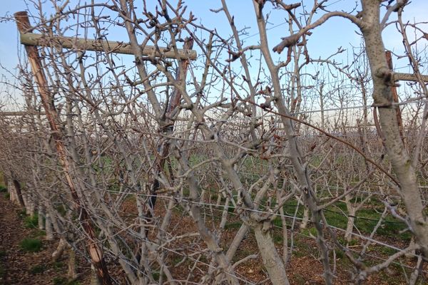 Au Tremblay-sur-Mauldre (Yvelines), les arbres fruitiers pourraient bientôt souffrir de la sécheresse.