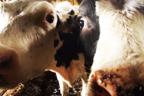 Deux des vaches de Thérèse qui sont soignées par des bénévoles de son village.