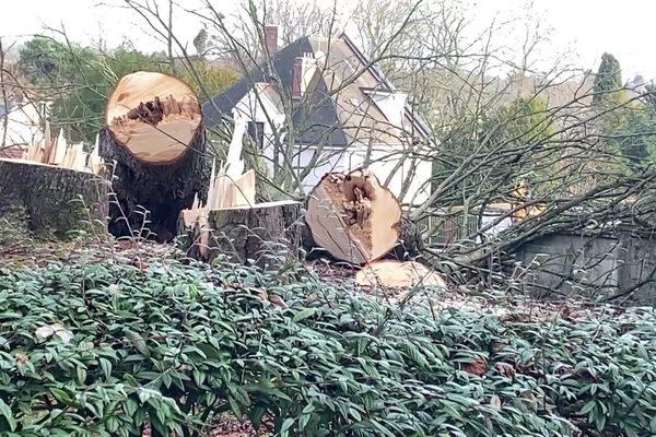 Les trois marronniers de la Courtille à Chartres ont été abattus.