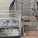 Perpignan - la police a saisi 3 oiseaux d'espèces protégées en vente dans une épicerie - 25 juin 2024.