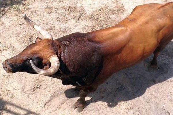 Saint-Gilles (Gard) - Les toros de l'élevage Mollalta - août 2016.