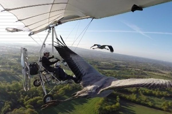 Voler avec les oiseaux, le vieux rêve d'Icare.