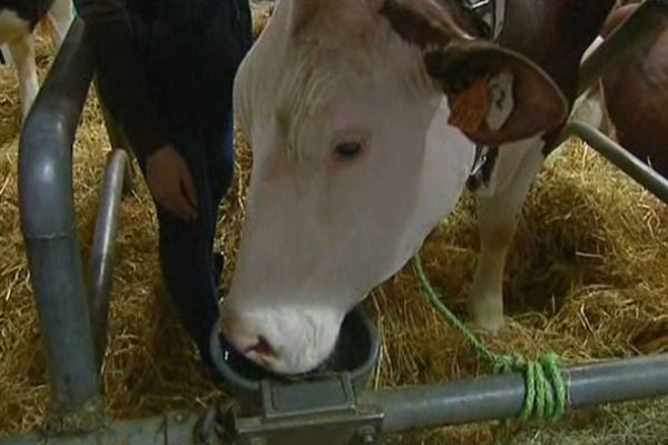 Elysée, la vache présentée par les six élèves du lycée des Sardières. 