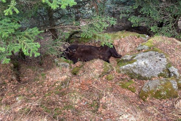 L'ours Cachou retrouvé mort par les agents ruraux catalans sur la commune de Les en Val d'Aran