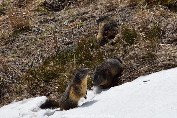 Les marmottes ont mis fin à une hibernation de six mois, commencée mi-octobre.