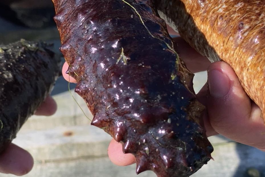 sea ​​cucumbers reared in the clears of Île d’Oléron