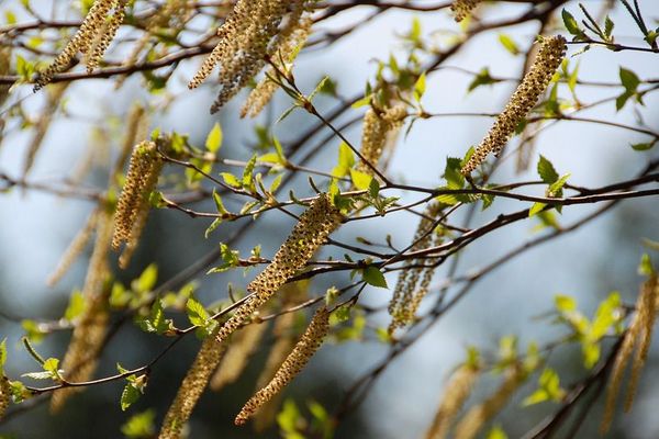 La saison de pollinisation du bouleau s'étend de mars à la fin du mois de mai