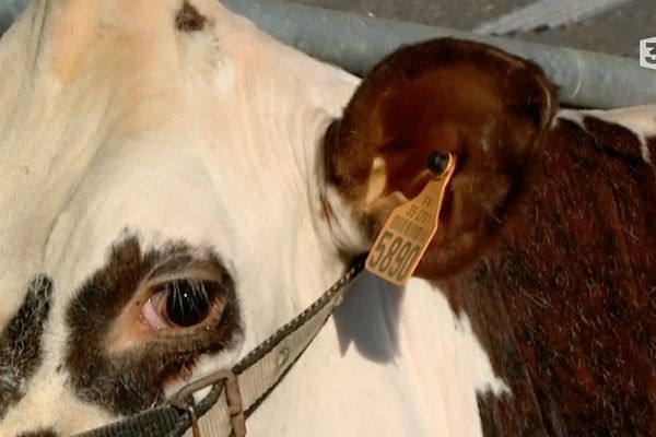 Douce est une Normande d'Ille-et-Vilaine qui sera cette année au Salon de l'Agriculture pour la deuxième fois consécutive