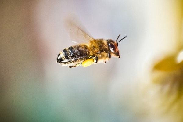 A Buchy ce week-end, c'est la fête des abeilles et des apiculteurs.