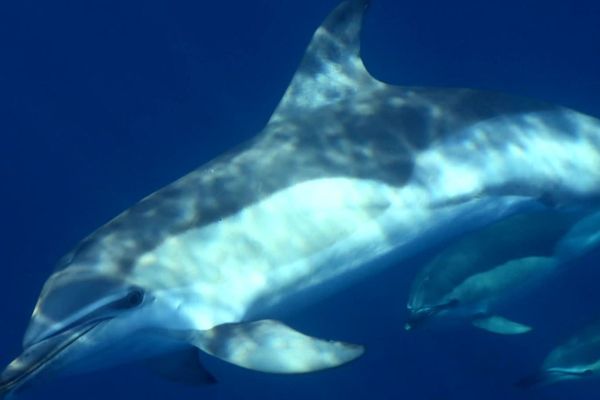 Le photographe a immortalisé les dauphins qui peuplent le gouf de Capbreton