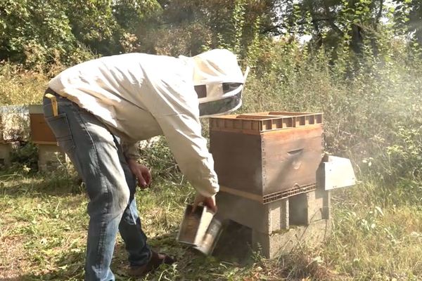 Alban Augé s'occupant de ses abeilles dans le cimetière versaillais