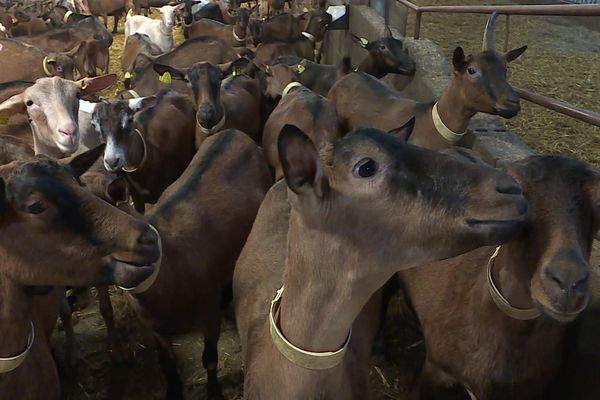 On compte 150 000 chèvres laitières dans le département des Deux-Sèvres, premier producteur de lait en France.