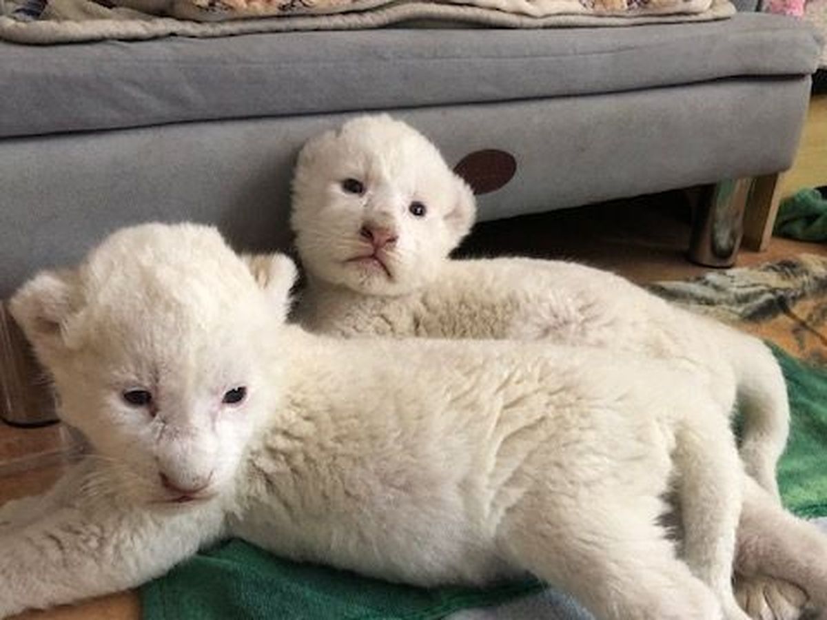 En Images Pres De Rouen Naissance De Deux Lionceaux Dans Une Association