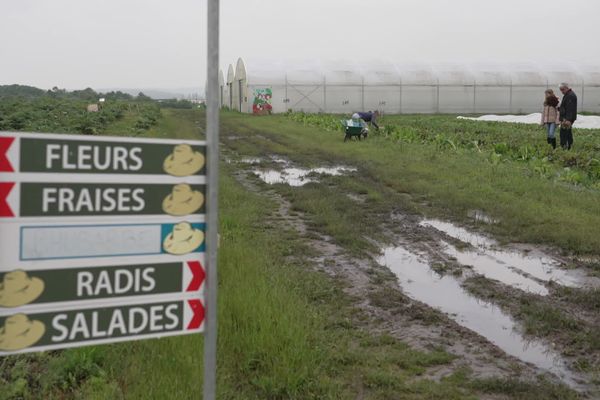 Le mauvais temps décourage les clients de venir cueillir des fraises à Amiens.