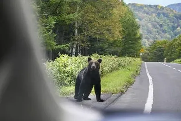 Dans le contexte du dépeuplement général, les ours s’emparent de territoires abandonnés par l’homme et vivent plus près des zones urbaines, provoquant de plus en plus d’accidents.