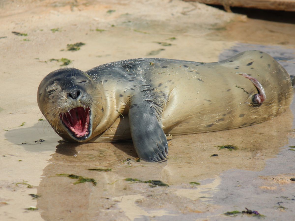 Alpes Maritimes Naissance D Un Bebe Phoque De 8 Kilos Au Parc Marineland