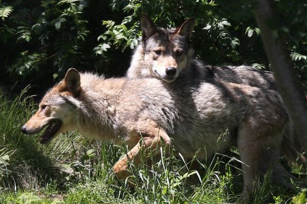 Deux arrêtés ministériels viennent d’être publiés au Journal Officiel concernant la régulation du loup.