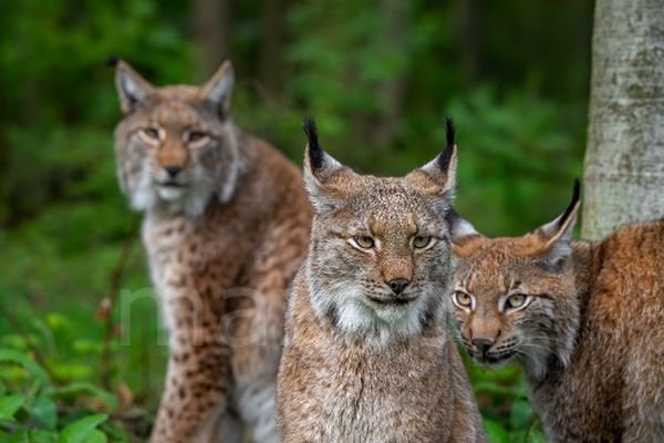 D'ici à 2130, le lynx pourrait avoir une chance sur cinq de s'éteindre.