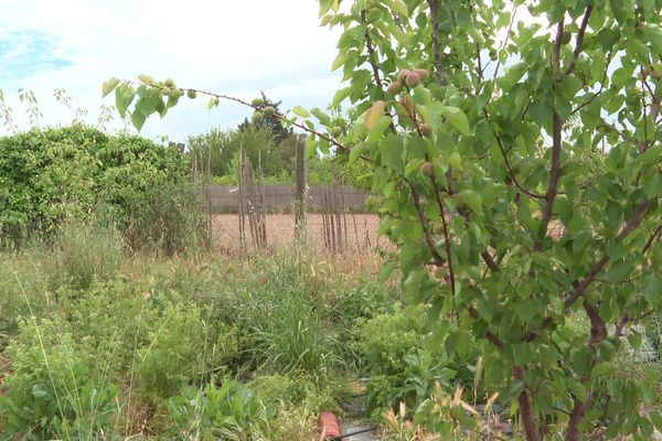 Face à la sécheresse, des arboriculteurs d'Elne changent leurs habitudes de culture : leurs abricotiers ont suivi une croissance normale malgré l’absence de pluie des derniers mois. Mercredi 31 mai 2023.