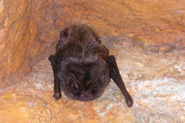 La Barbastelle, chauve-souris noire, est une espèce menacée.